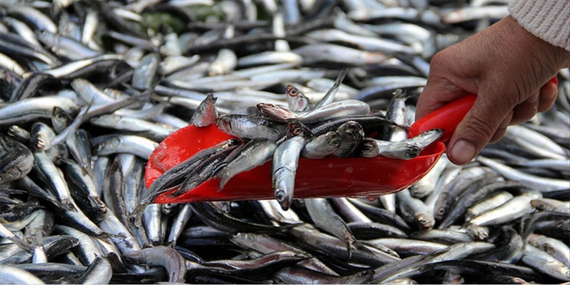 İstanbul Balık Hali balık fiyatları açıklandı! İşte 25 Nisan 2022 İstanbul Balık Hali fiyatları!